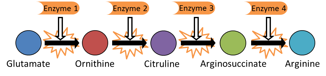 Blog Biology 6 Difficult Concepts to Master for the HSC Biology Exam Beadle and Tatum 2