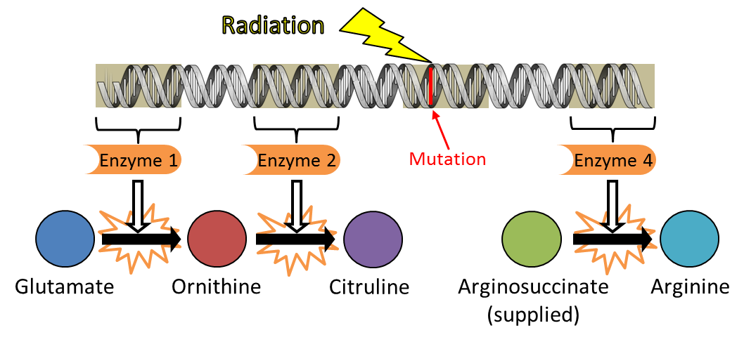 Blog Biology 6 Difficult Concepts to Master for the HSC Biology Exam Beadle and Tatum 3