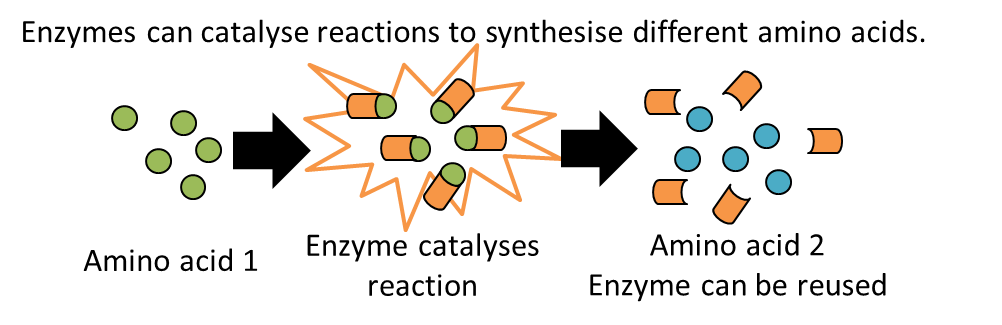 Blog Biology 6 Difficult Concepts to Master for the HSC Biology Exam Beadle and Tatum