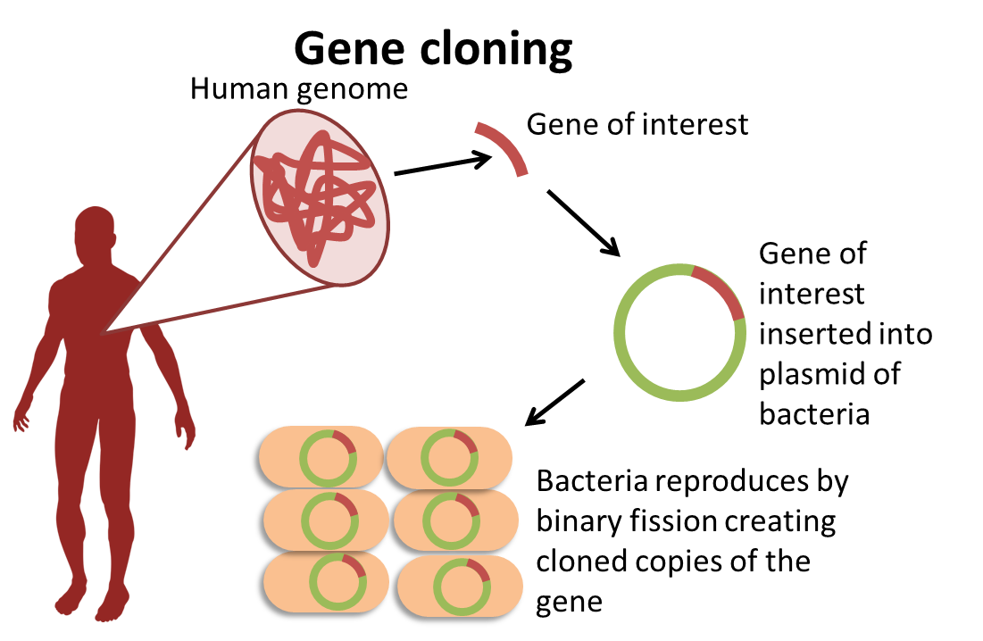  Blog-Biology-6-Difficult-Concepts-to-Master-for-the-HSC-Biology-Exam-Cloning-2