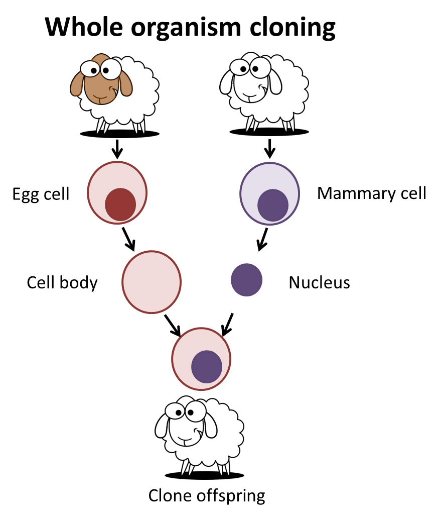 ATTACHMENT DETAILS Blog-Biology-6-Difficult-Concepts-to-Master-for-the-HSC-Biology-Exam-Cloning