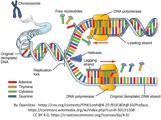 Blog Biology 6 Difficult Concepts to Master for the HSC Biology Exam DNA Replication