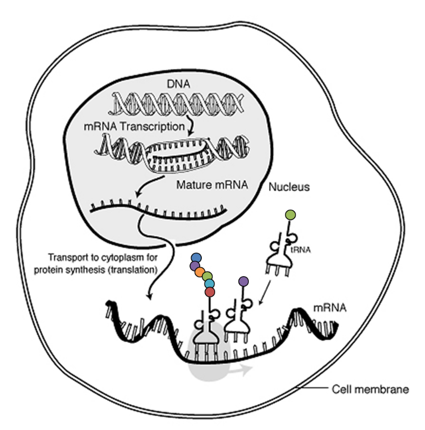 Blog-Biology-6-Difficult-Concepts-to-Master-for-the-HSC-Biology-Exam-Transcription-and-Translation