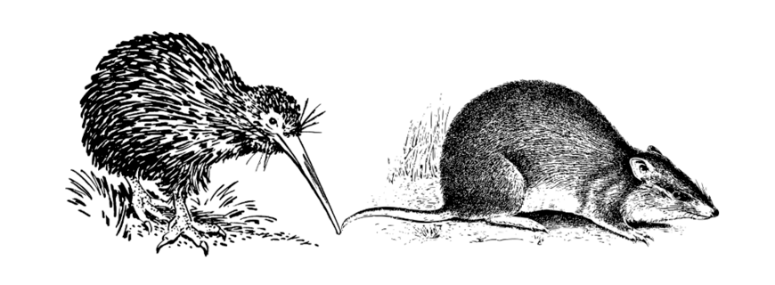 blog-y11-biology-practice-paper-q-8-kiwi-vs-insectivorous-mammals