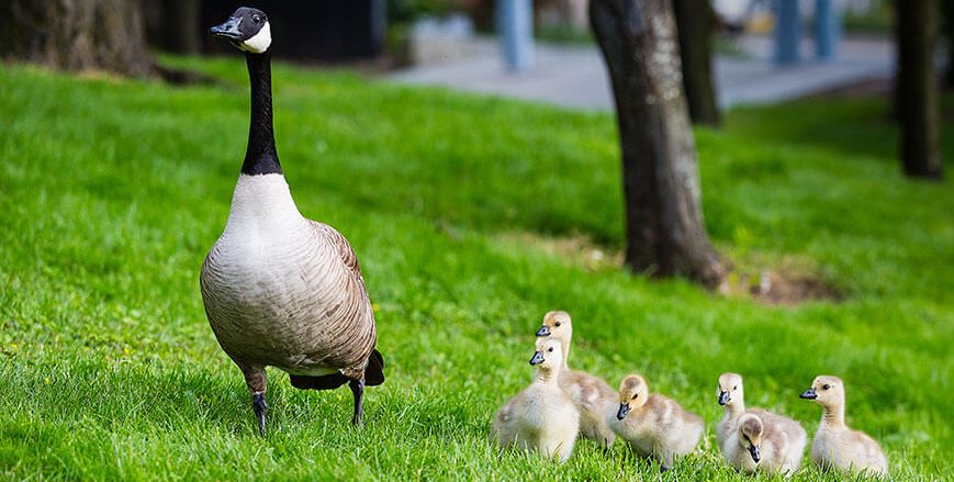 beginners-guide-year-7-8-english-year-7-8-reading-skills-teddy-ducks