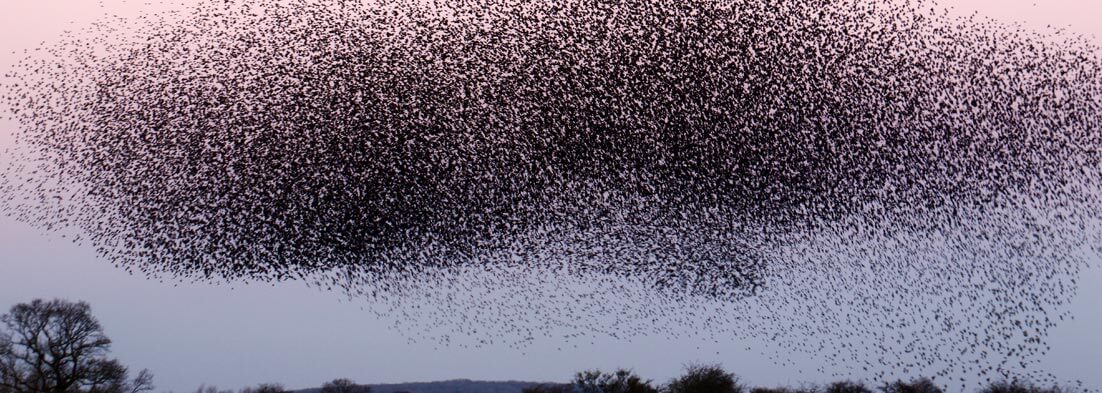 guide-maths-year-9-indices-murmuration-of-birds-banner