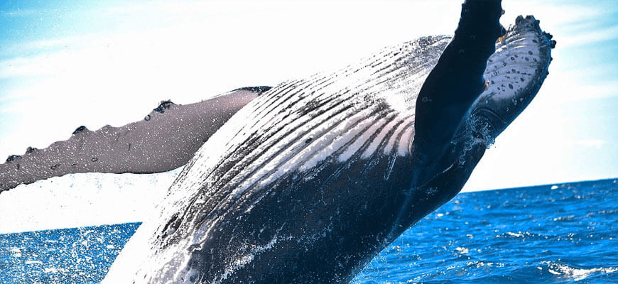 blog-Year-7-to-8-How-To-Identify-A-Technique-Whale-Flipping