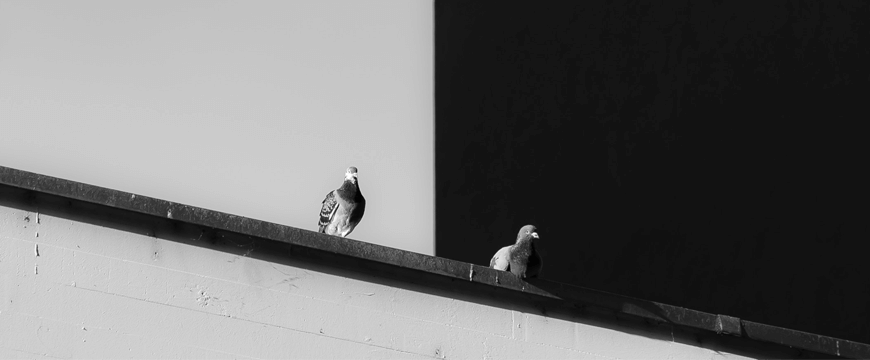 blog-literary-techniques-contrast-introduction-black-and-white-with-birds