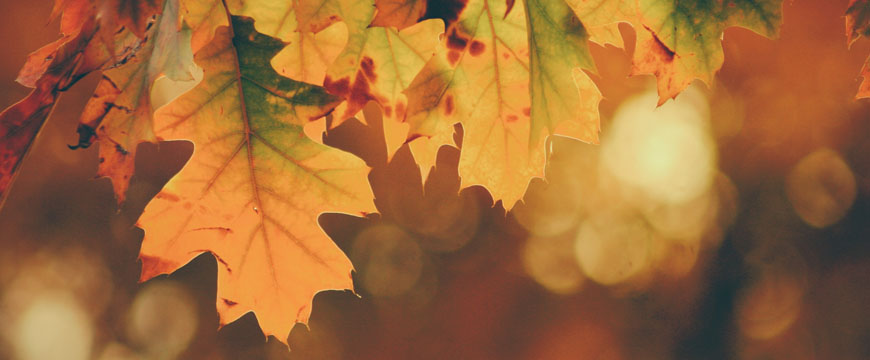 english-guide-year-9-how-to-analyse-poetry-autumn