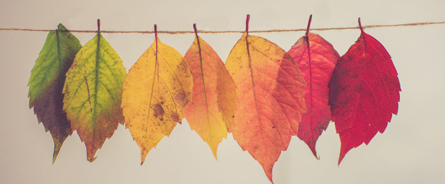 english-guide-year-7-and-8-how-do-techniques-convey-meaning-autumn