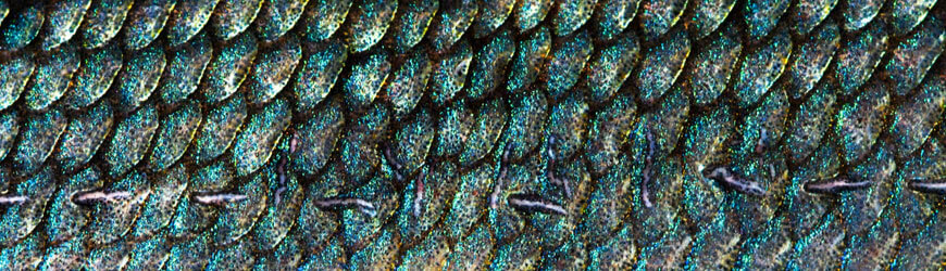 image of fish scales because its a bad pun about how is my ucat mark scaled