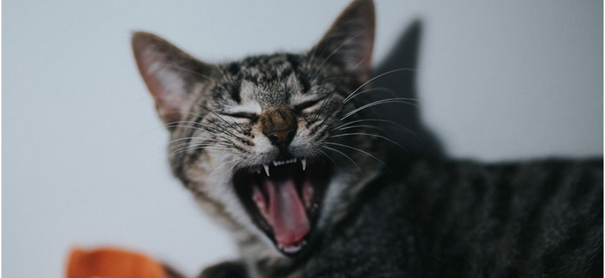 yawning cat that has just woken up