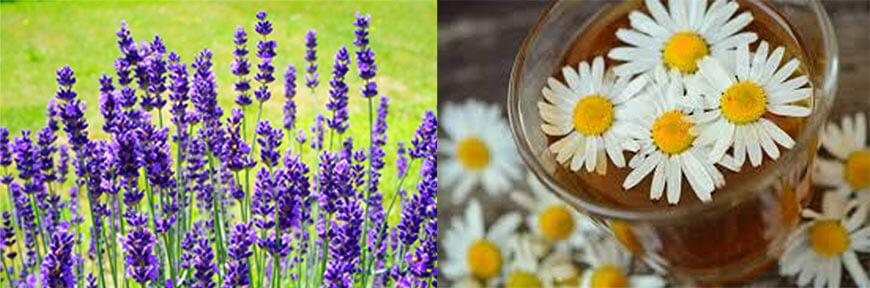 blog-hacks-How-to-State-Rank-ALL-Your-Accelerated-Courses-lavender-chamomile