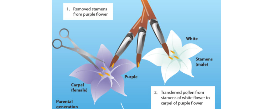 image showing process of artificial pollination