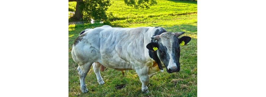 image of a super jacked cow waiting a title shot against Brock lesnar in the WWE