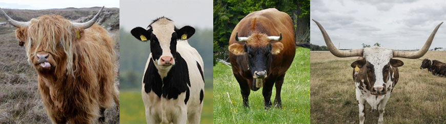 image of several dfifferent breeds of cows - longhorn, musk ox, angus, hereford