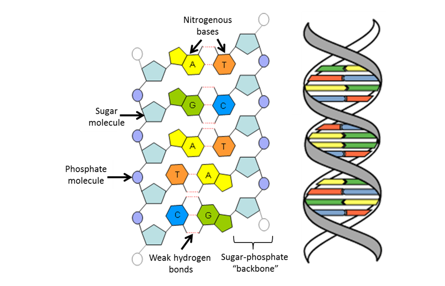 Diagram showing the composition of DNA