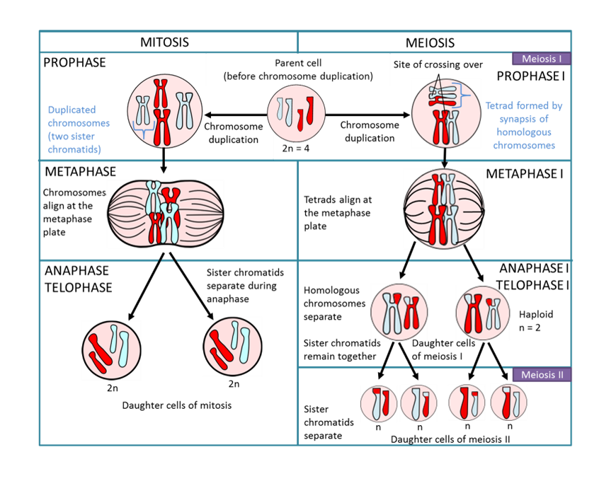 Image illustrating the processes of mitosis and meiois discussed above