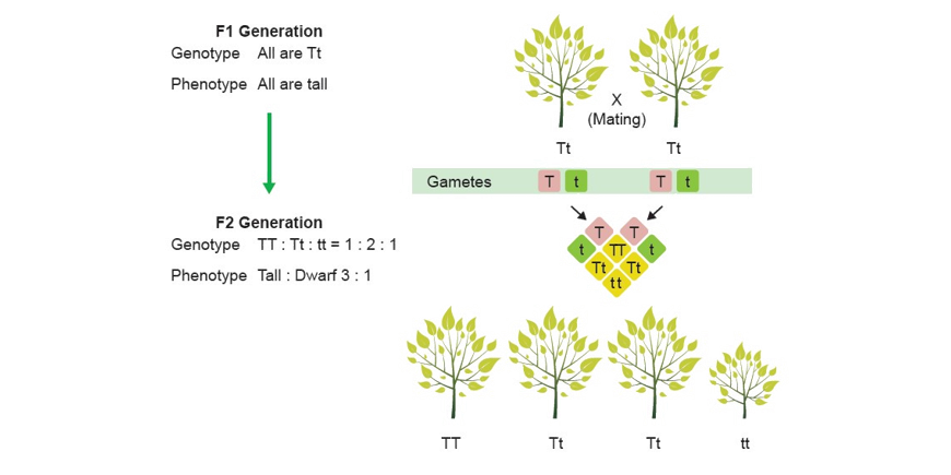 image showing punnett squares 