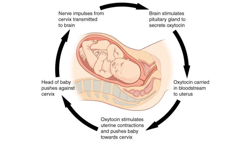 image showing the cycle oxytocin production described above beginners-guide-to-year-12-biology-heredity-secretion-of-oxytocin