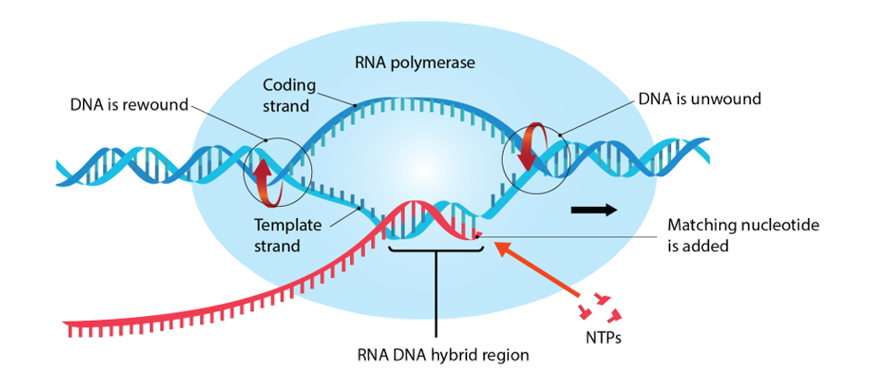 image describing the process of transcription described above in the beginners-guide-to-year-12-biology-heredity