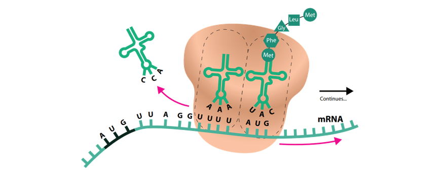 image illustrating the process of translation described above in beginners-guide-to-year-12-biology-heredity