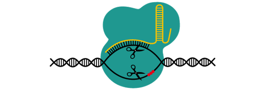 image illustrating CRISPR-cas9 process