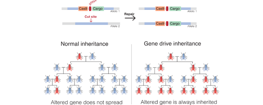 image showing difference between inheritance and gene drive inheritance