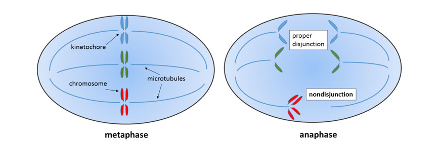 imaging showing failure of chromosones to separate properly beginners-guide-y12-biology-genetic-change-non-disjunction-chromosomal-mutation-cell-division