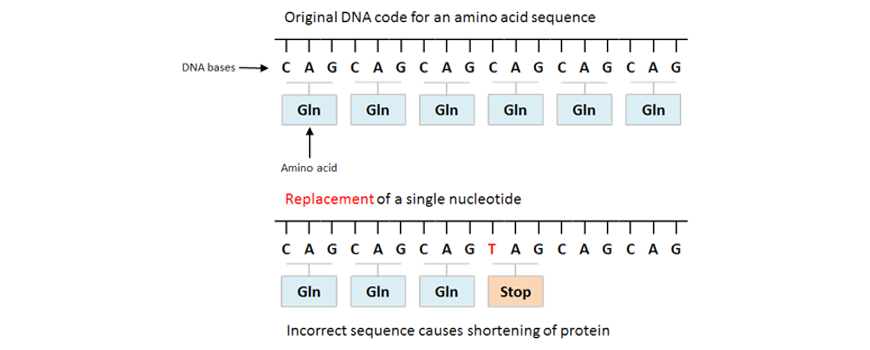 image showing nonsense mutation beginners-guide-y12-biology-genetic-change-nonsense-mutation-image