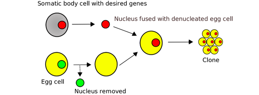 image showing somatic cell transfer