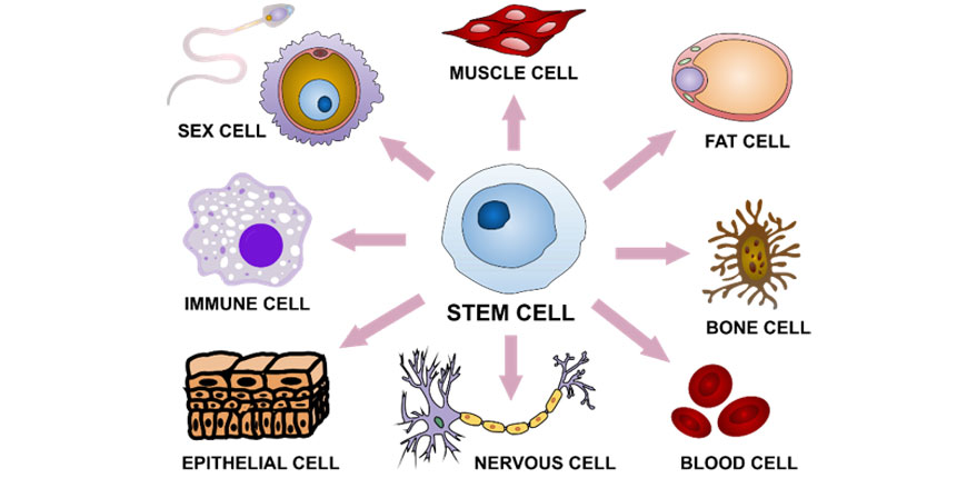 image illustrating stem cells