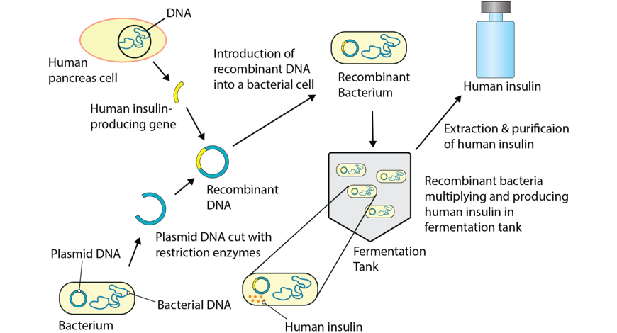 image showing the production of insulin by transgenic bacteria