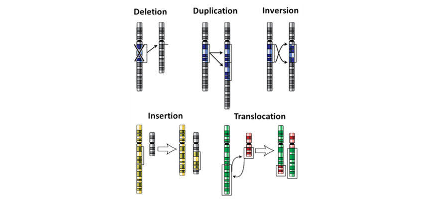 DIAGRAM SHOWING DIFFERENT KINDS OF MUTATIONS LISTED ABOVEbeginners-guide-y12-biology-genetic-change-translocation-chromosomal-mutation