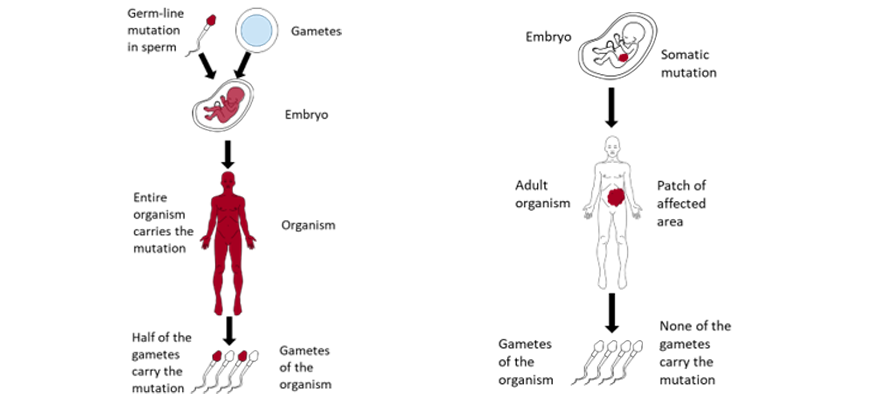 images showing somatic of gametic cell mutation differences beginners-guide-y12-biology-genetic-changesomatic-gametic-cell-mutations