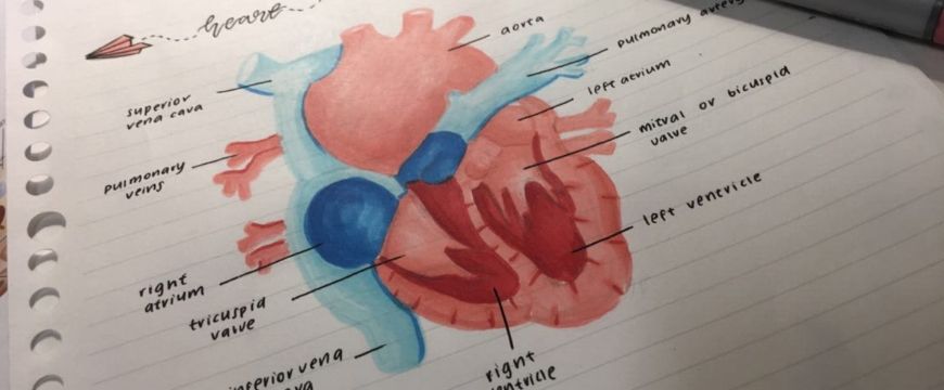 blog-junior-science-5-hot-tips-to-help-your-child-study-science-at-home-diagramjpg