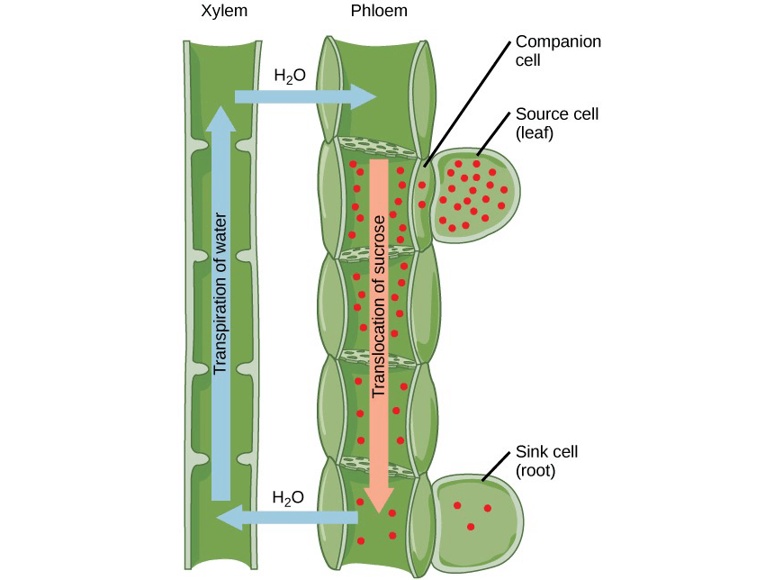 Y11-Biology-Guide-organisation-of-living-osmosis-9