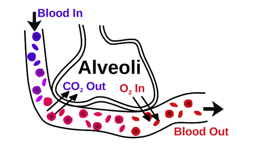 Y11-Biology-Guide-organisation-of-living-things-alveoli-5