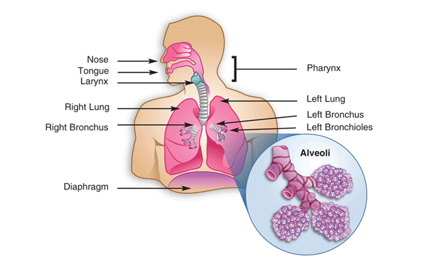 Y11-Biology-Guide-organisation-of-living-things-anatomy-of-gas-exchange-4