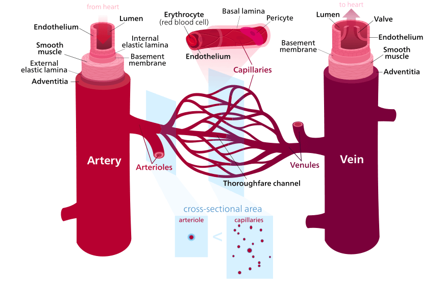 Y11-Biology-Guide-organisation-of-living-things-artery-and-vein-11