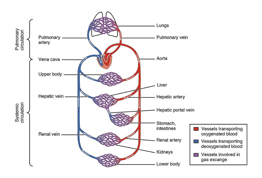 Y11-Biology-Guide-organisation-of-living-things-circulatory-system-12