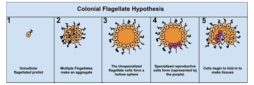 Y11-Biology-Guide-organisation-of-living-things-colonial-flagellate-hypothesis-1