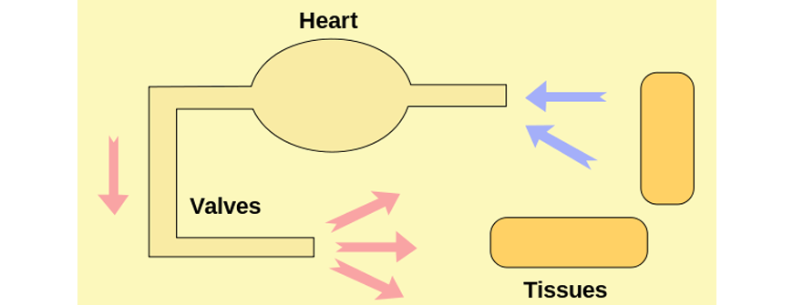 Y11-Biology-Guide-organisation-of-living-things-gas-exchange-10