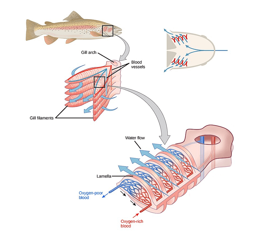 Y11-Biology-Guide-organisation-of-living-things-gas-exchange-in-fish-3