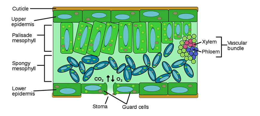 Y11-Biology-Guide-organisation-of-living-things-gas-exchange-in-leaves-2