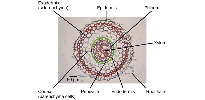 Y11-Biology-Guide-organisation-of-living-things-microscopic-structures-13