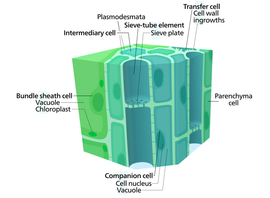 Y11-Biology-Guide-organisation-of-living-things-phloem-tissue-8