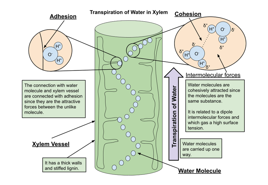 Y11-Biology-Guide-organisation-of-living-things-transpiration-of-moisture-7