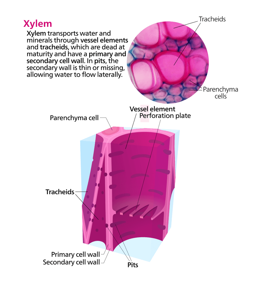 Y11-Biology-Guide-organisation-of-living-things-transport-of-water-and-sugars-6