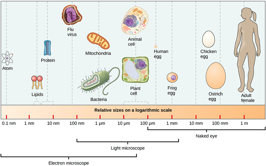 beginners-guide-year-11-biology-cell-size-relative